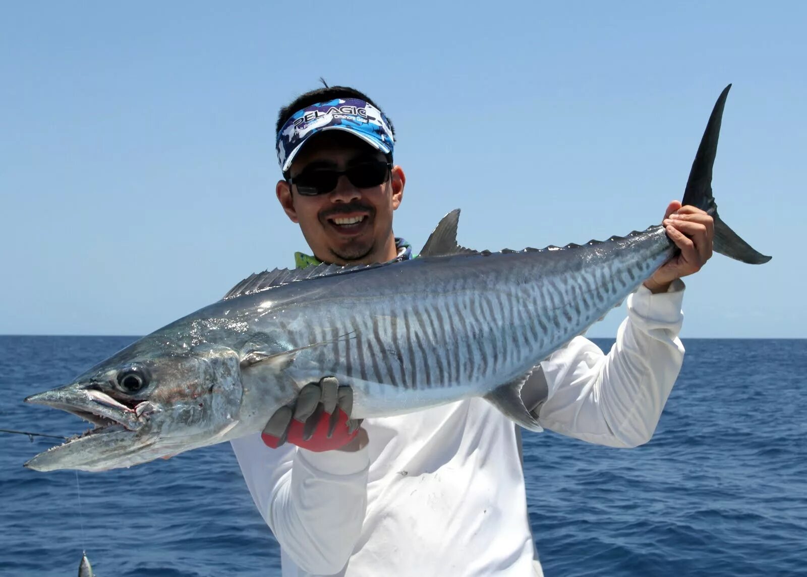 японская королевская макрель. рыба королевская макрель. королевская макрель. макрель это. рыба макрель и скумбрия.