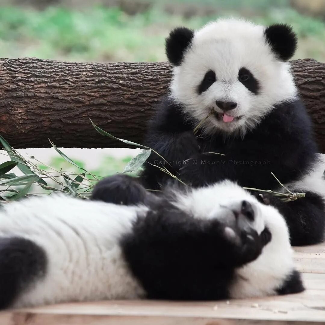 Гигантская Панда. Семейство панд. Няшная Панда. Милые панды. Картинка милой панды