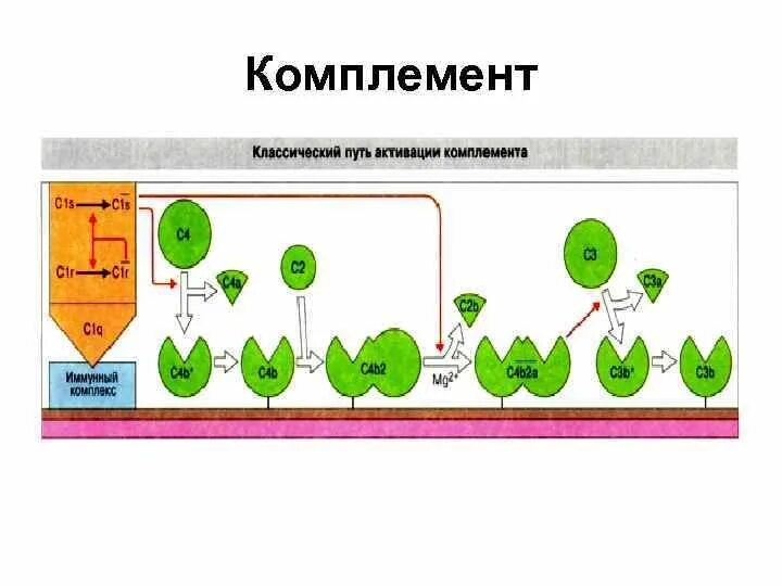 Комплимент иммунитет. Комплимент иммунитет