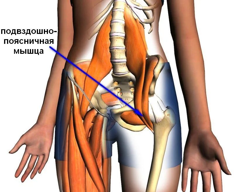 Подвздошно-поясничная мышца функции. Подвздошно-поясничная мышца, m. Iliopsoas. Тендинит подвздошно-поясничной мышцы. Мышцы живота анатомия подвздошная поясничная. Боль в тазобедренном суставе правой ноги