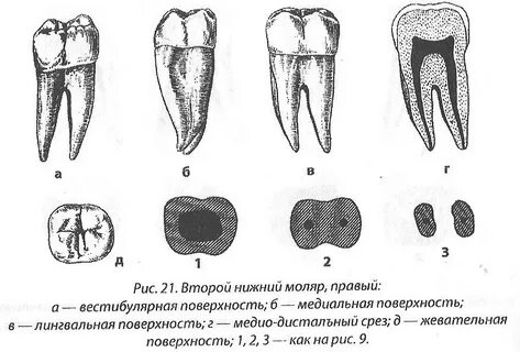 3 моляры нижней челюсти