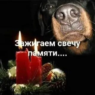 Соболезнования животным