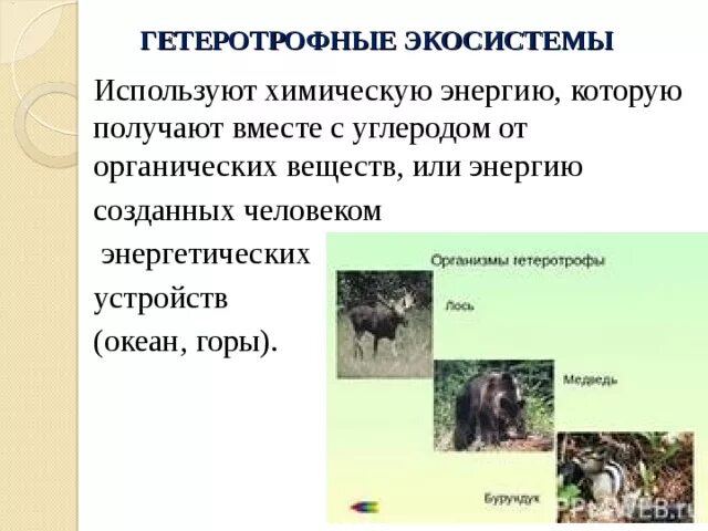 Тест экосистемный уровень 9 класс. Гетеротрофные экосистемы. Гетеротрофная антропогенная экосистема. Гетеротрофны для искусственных экосистем. Гетеротрофные экосистемы примеры.