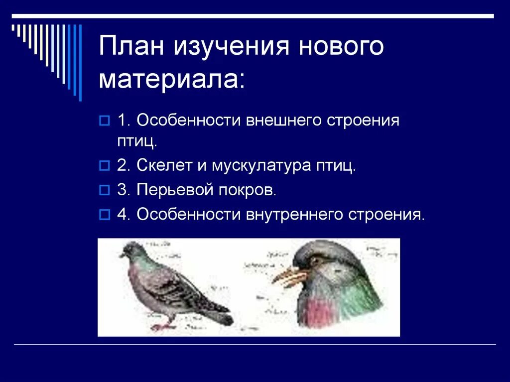 Класс птицы внешнее строение 7 класс биология. Внешнее строение и перьевой Покров птиц. Класс птицы 7 класс биология строение. Внешнее строение птицы биология 7 класс.