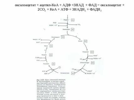 Соединение ацетил радикала и ацетил коа