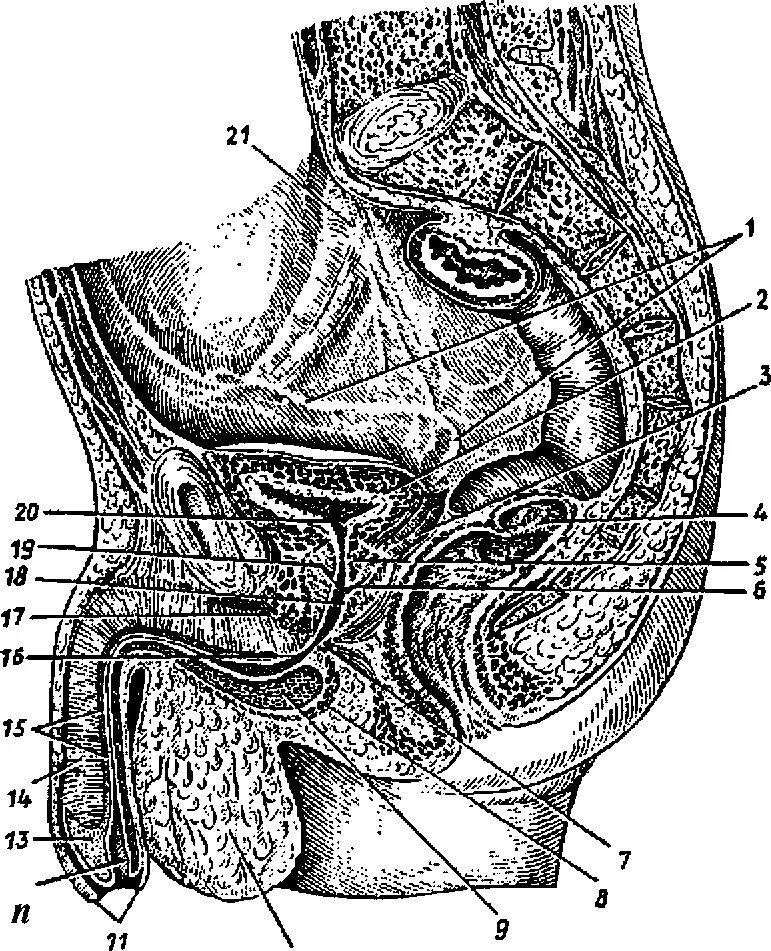 Мужской половой орган. Анатомия полового органа. Расположение мужских половых органов. Строение мужского органа.