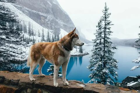 Животные канады
