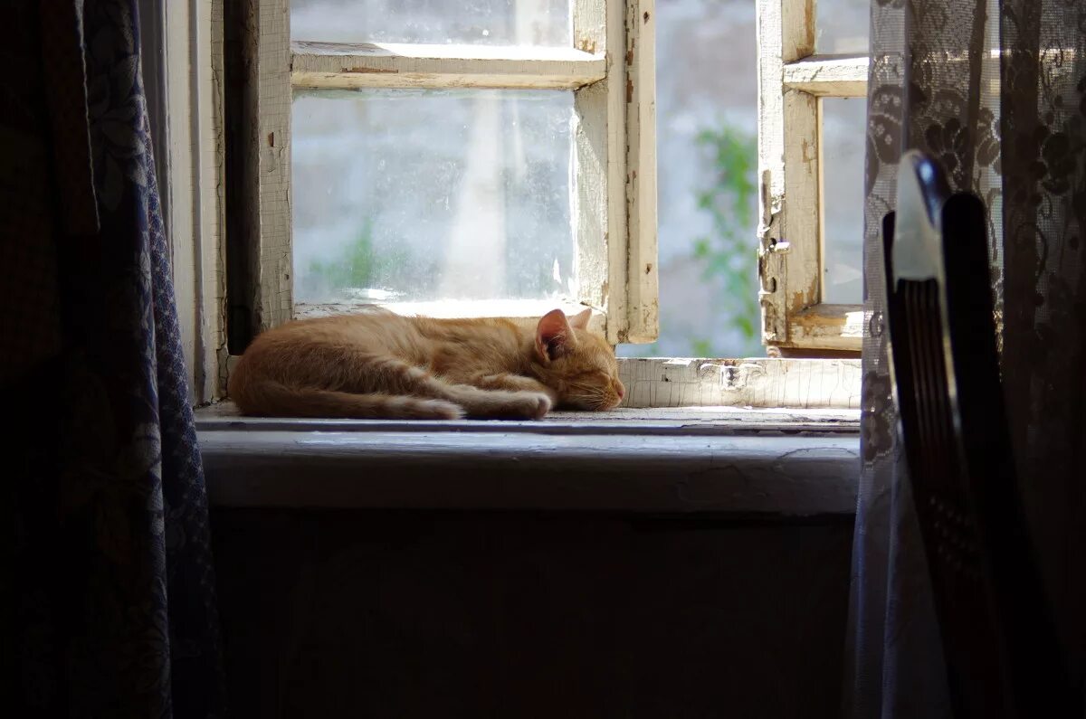 Залететь в окно сонник. Кошка на окне. Спящий кот на подоконнике. Кошки на окошке. Рыжий кот на подоконнике.