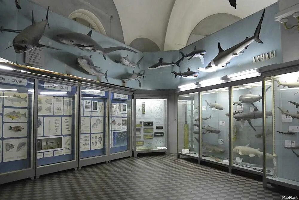 File:Moscow MSU Zoological Museum asv2021-07 img14.jpg - Wikipedia
