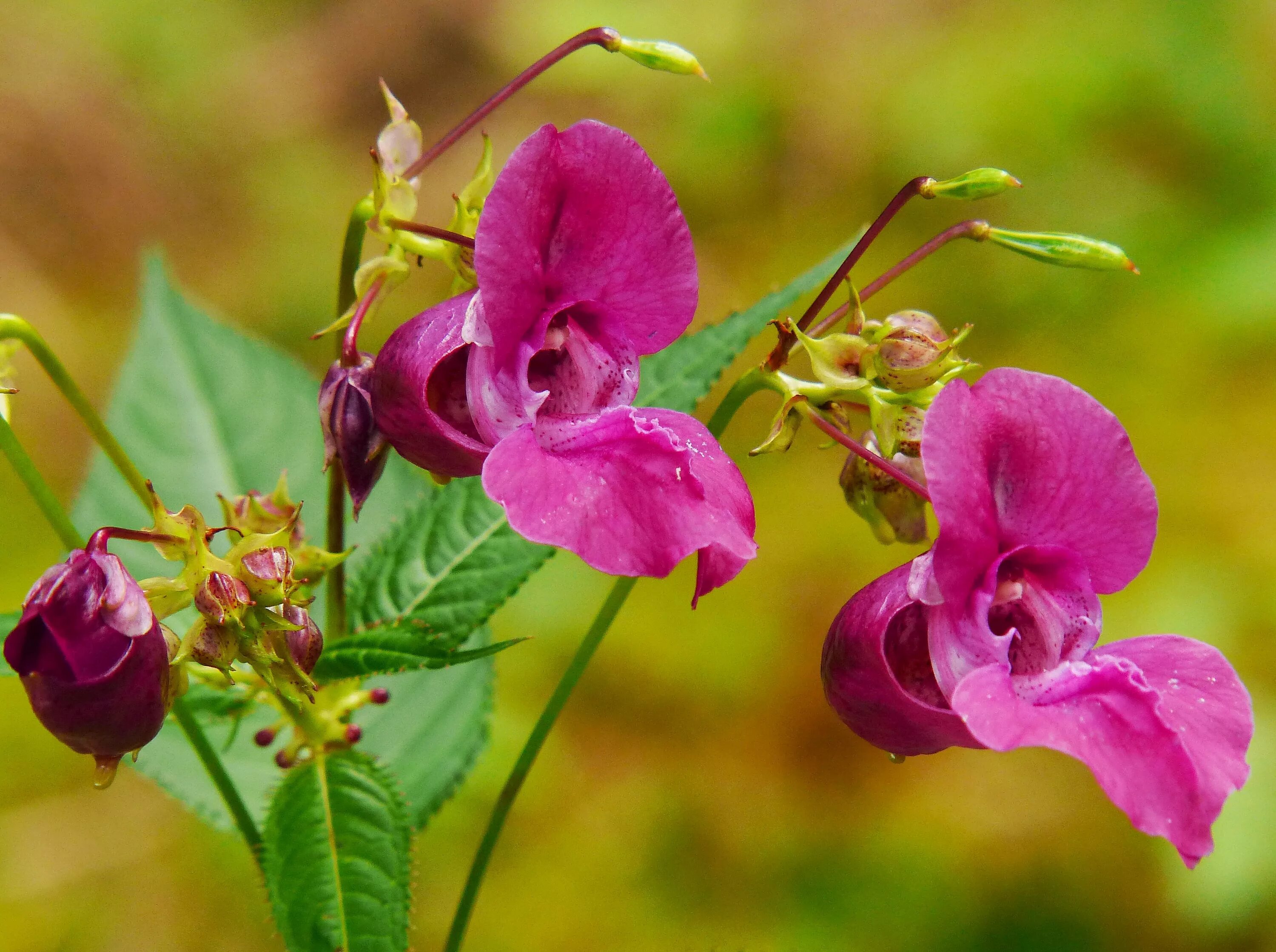 Индийский Springkraut. Himalaya balsam растение. Himalayan balsam растение. Тефрозия пурпурная.
