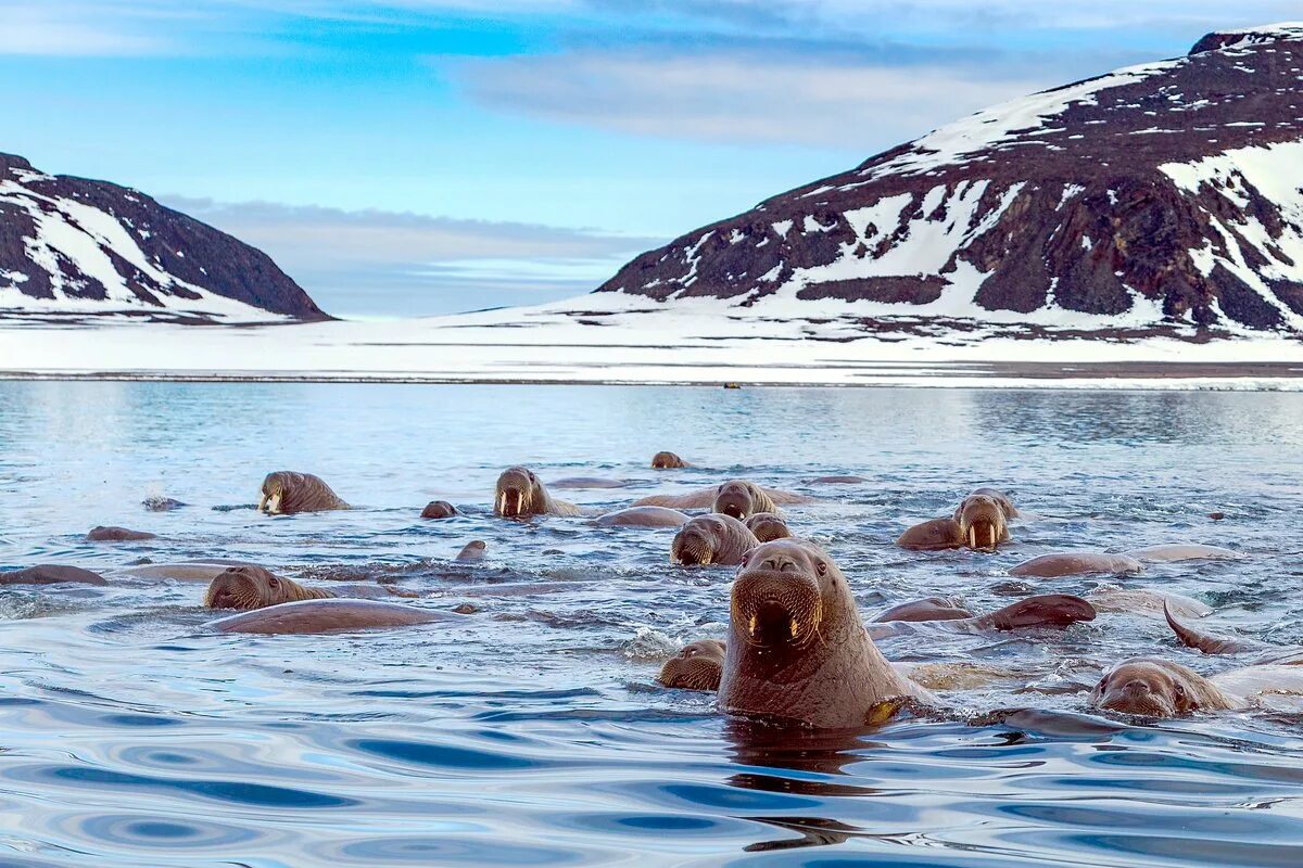 Остров шокальского фото. Остров шокальского. Научная база на острове шокальского. Научная база на острове шокальского. Гыданский заповедник тундра.