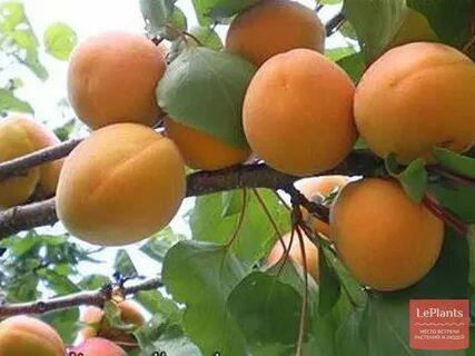 Абрикос лель описание сорта отзывы