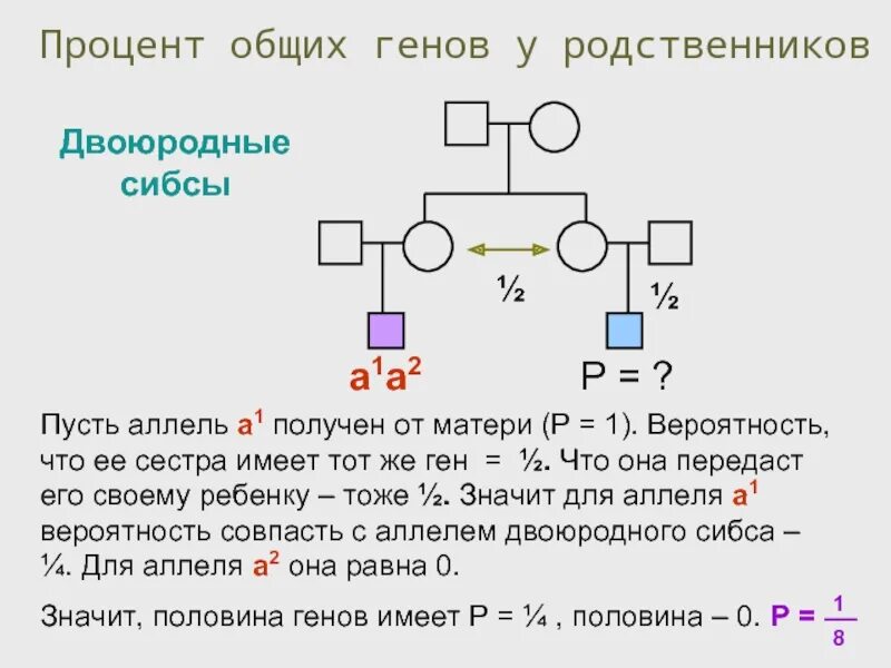 Двоюродные СИБСЫ В генетике это. Двоюродные СИБСЫ. Двоюродные СИБСЫ В родословной. СИБСЫ это генетика. Процент генов от отца и матери