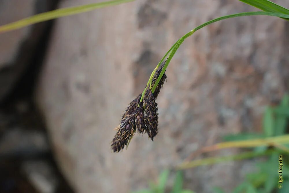 Carex macrocephala. Осока лесолюбивая. Семена осоки. Осока черноголовая. Осока пампасная.