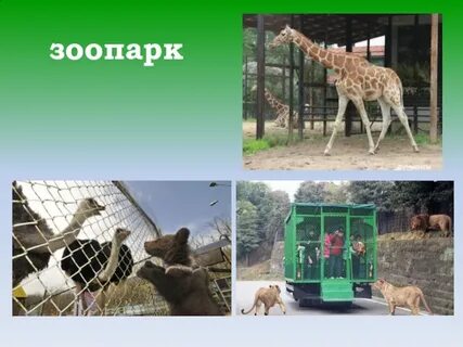 Зоопарк презентация