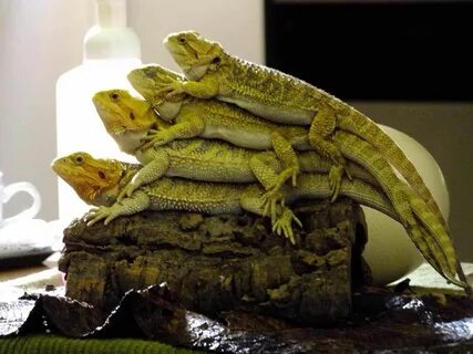 Stack of cuteness Lizard Species, Black Soldier Fly, Reptiles, Lizards, Hig...