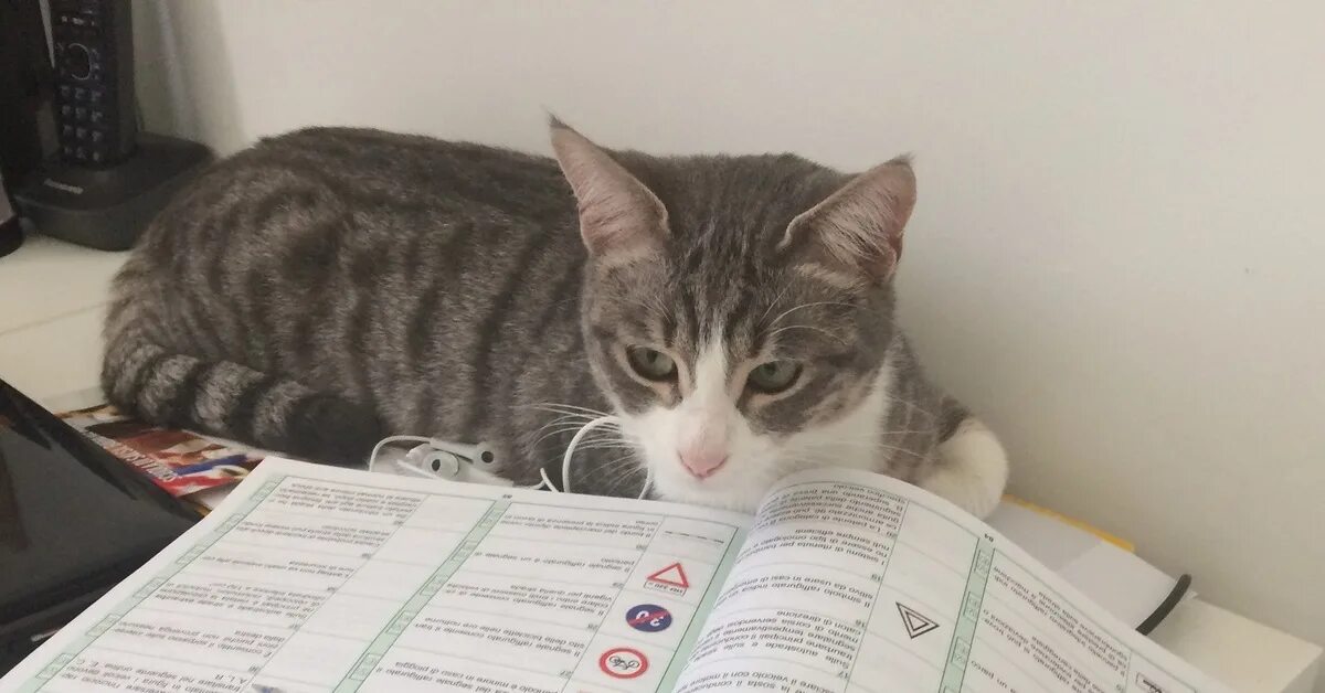 Обучающий кот. Кошачье пдд. котики учит пдд. коты дорожного движения. котики учат у билеты.
