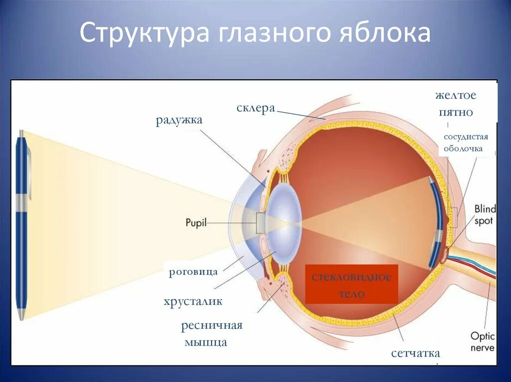 Структура глазного яблока. Строение глазного яблока. Схема глазного яблока. Схема строения глазного яблока.