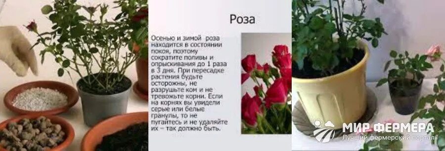 Купила розу что с ней делать. Розы дома в горшке. Комнатные розы высадка.