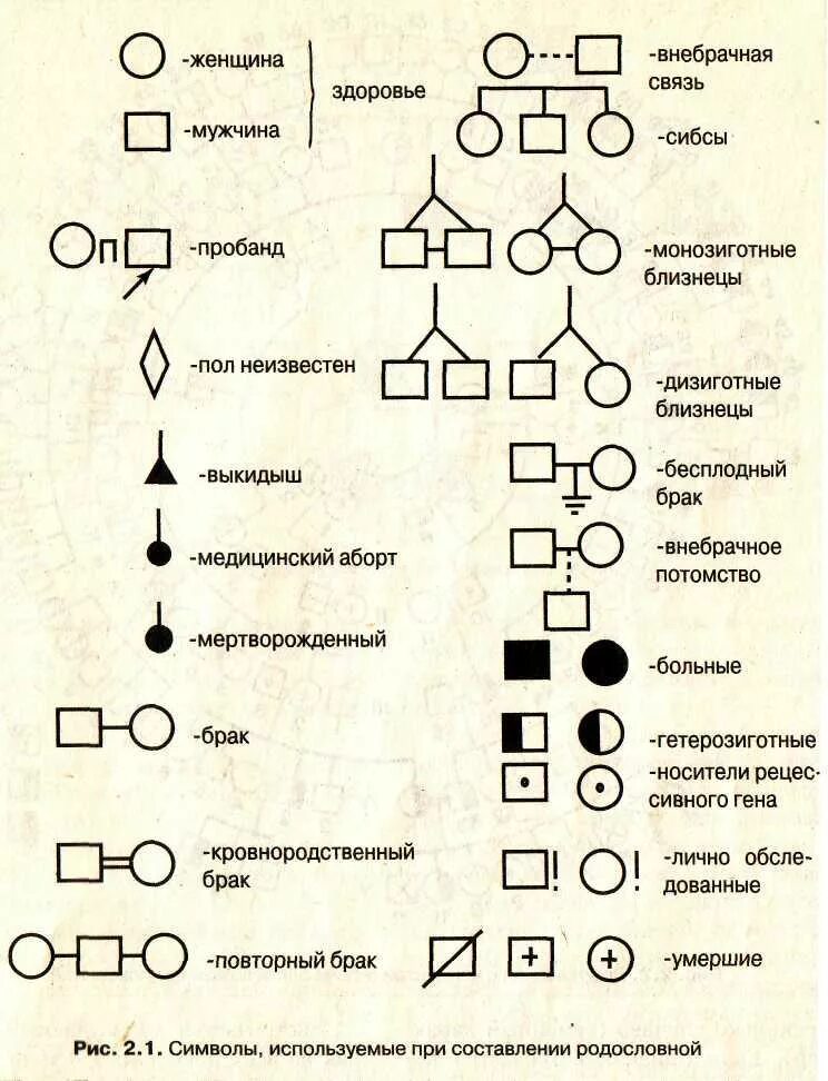 Условные обозначения в генеалогическом древе