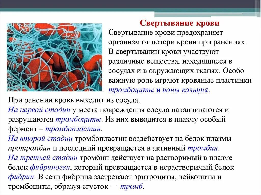 Компоненты свертывающей системы плазмы крови. Процесс свертываемости крови. Свертываемость крови как происходит. Как происходит процесс свертывания крови. Белок тромба