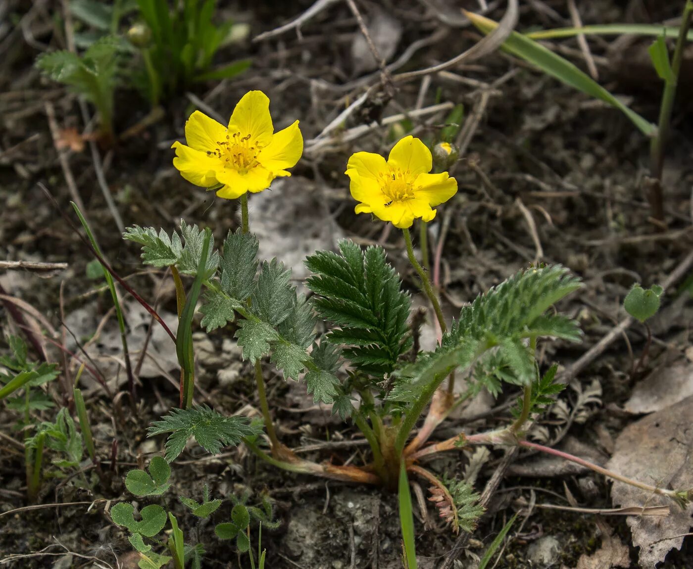 Лапчатка гусиная латынь. Лапчатка гусиная (potentilla anserina). лапчатка гусиная лапка. лапчатка гусиная побег. гусуна лапчатая.