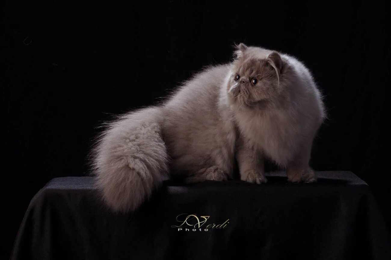 Персидская длинношерстная шиншилла. Персидская камео. Персидская кошка биколор. Экзот лиловый. От персидской кошки с шоколадной окраской