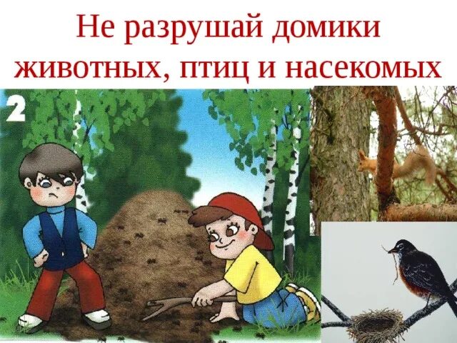 Не разрушать домики животных и птиц. Плакат не разрушайте муравейники. Нельзя разрушать муравейники. Не разоряй муравейники для дошкольников в картинках.