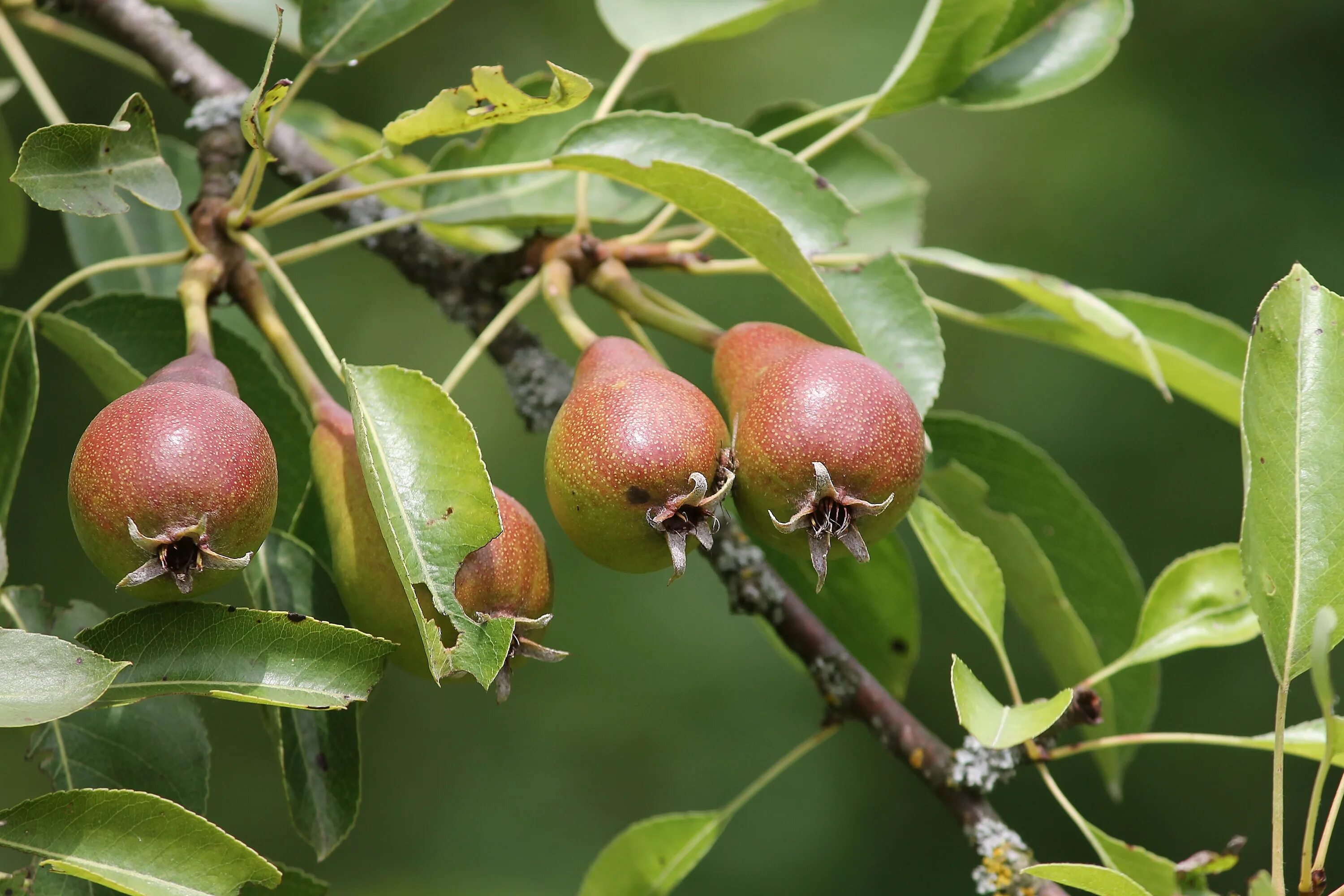 Груша рыжик. Pyrus communis дерево. Груша Пирус. Мелкоплодная груша. Груша Коржинского.