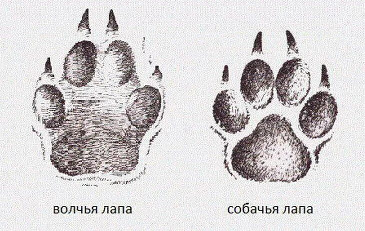 Как отличить следы. Отличие следа волка от следа собаки. Волчья лапа и собачья лапа сравнение. Лапы собаки вид спереди. Отличие лапы волка от собаки.