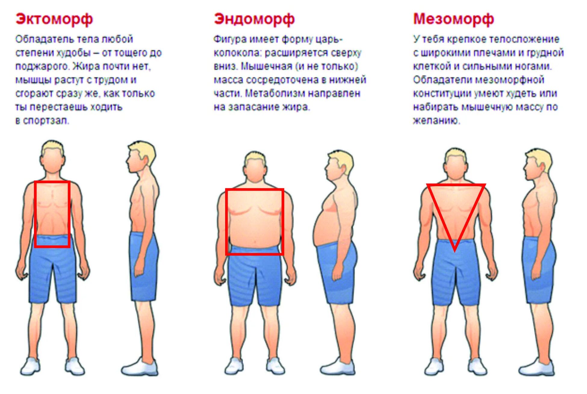 Типы телосложения человека эктоморф мезоморф эндоморф. Строение тела мезоморф эктоморф. Типы телосложения у мужчин мезоморф. Тип телосложения эктоморф мезоморф.