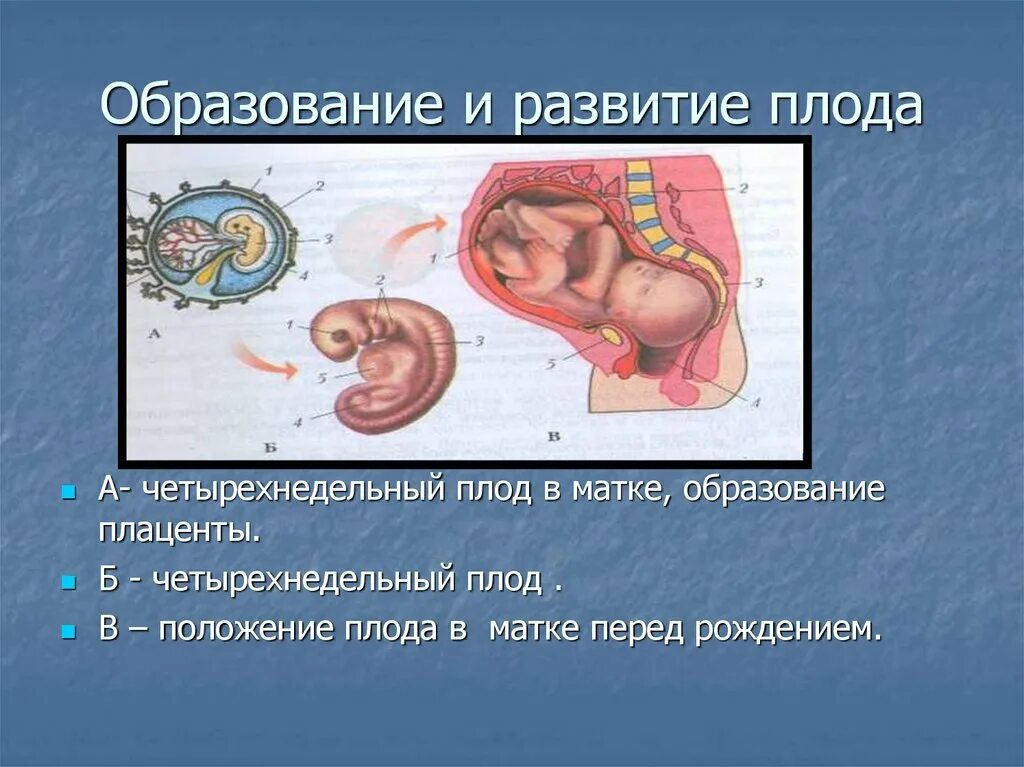 Беременность и роды биология 8. Стадии внутриутробного развития плода. Образование эмбриона человека. Развитие эмбриона человека. Развитие зародыша.