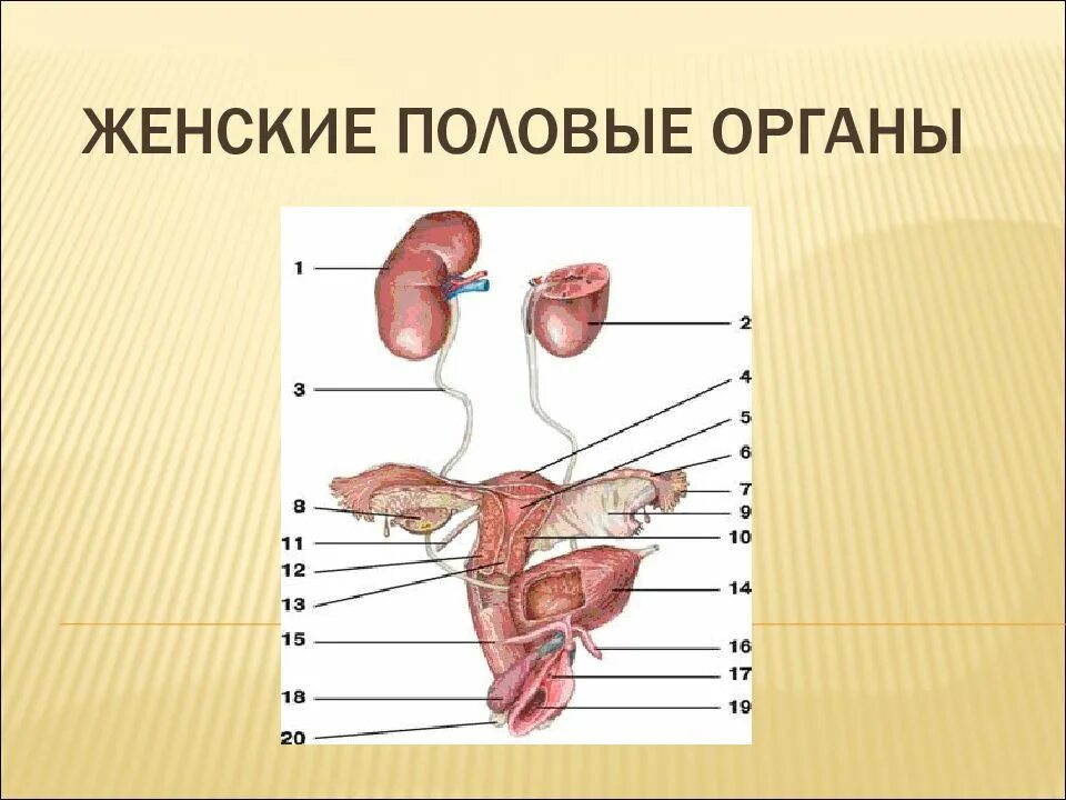 Анатомия женских и мужских органов