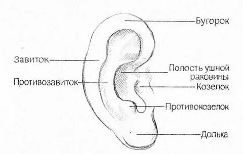 Ушная раковина рисунок