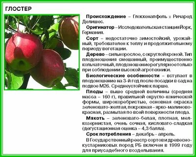 Описание характеристика яблони