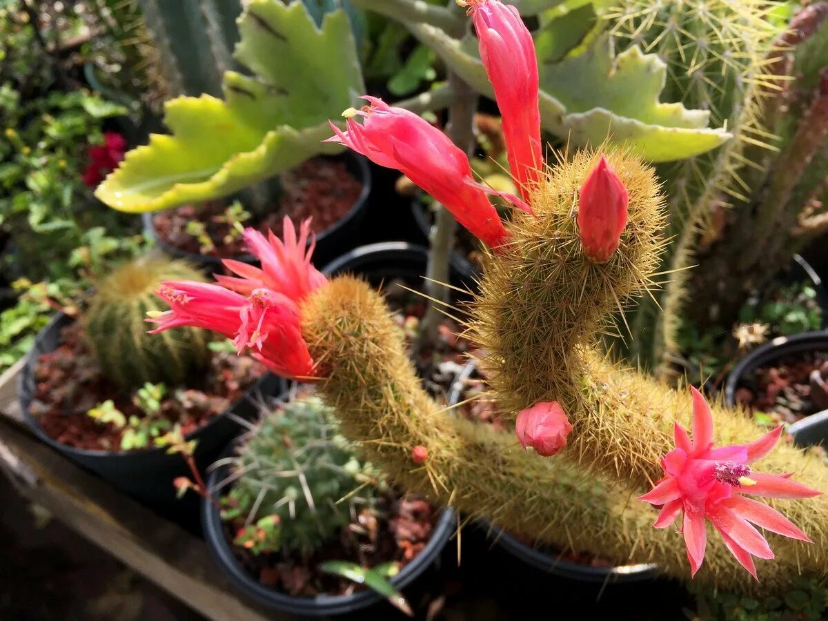 Кактус эхинопсис розовый. Кактус который цветет раз в 4 года. Эхинопсис цветет. Цветущий кактус колоском. Эхинопсис эйриеза.