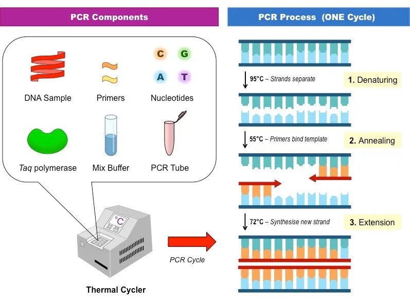 Праймер биология. PCR — полимеразная цепная реакция. ПЦР схема. Элементы ПЦР схема.. Этапы ПЦР схема.