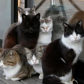 Кошки здесь