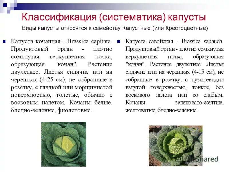 капуста белокочанная вид род семейство. класс двудольные семейство крестоцветные. семейства капусты биология 7 класс. систематика капуста цветная. классификация капусты огородной.