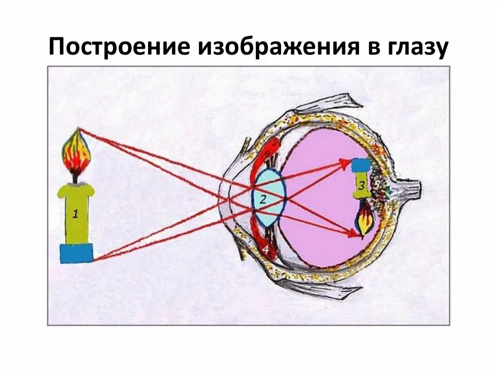 Через что мы видим. Формирование изображения на сетчатке. Построение изображения на сетчатке глаза. Построение изображения в глазу. Проекция изображения на сетчатку глаза.