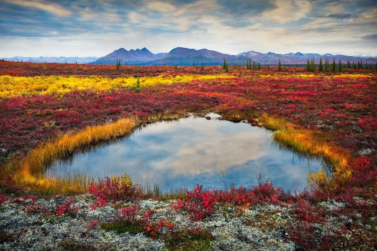 Американская тундра. Арктическая тундра Канада. Природа Канады тундра. Люк Остин (Luke Austin). Арктическая Мохово-лишайниковая тундра.