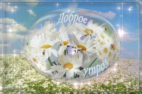 Доброе утро ромашки картинки с надписями