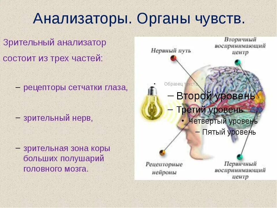 Центры зрительных ощущений. Центры зрительных ощущений