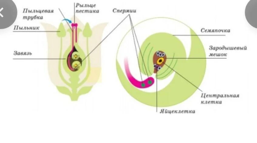 Как называют данный процесс пыльцевая трубка спермии. Размножение покрытосеменных двойное оплодотворение. Завязь пестика зародышевый мешок. Строение семяпочки цветковых- рис. Строение зародышевого мешка цветковых.