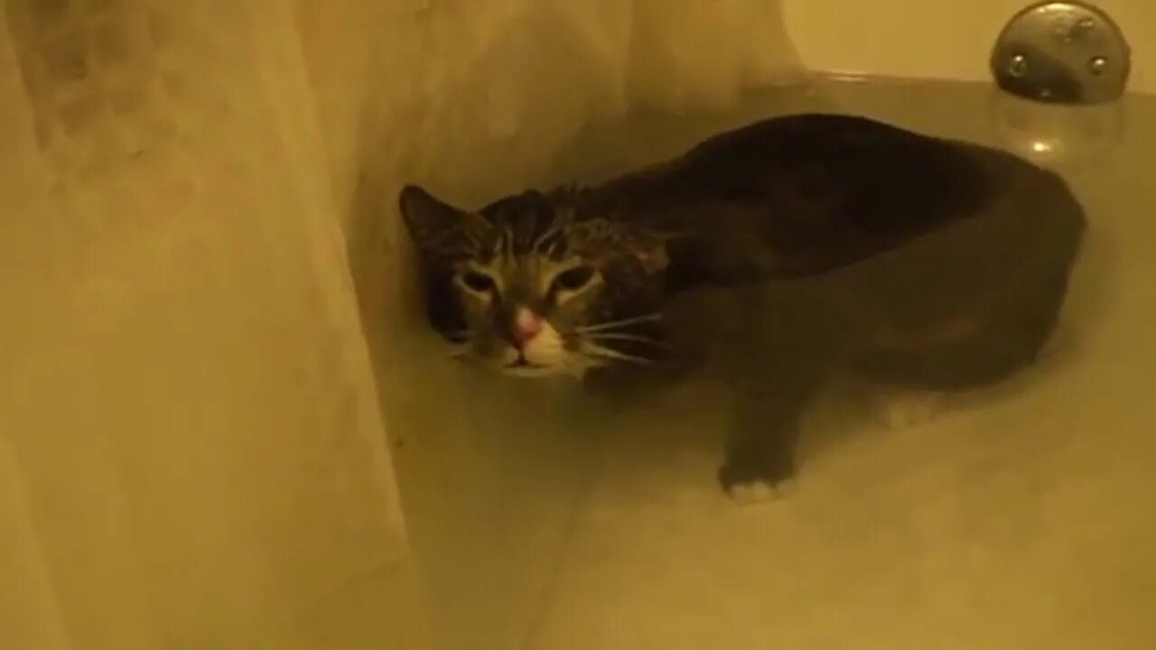 Кот в ванне. Котик в ванне Мем. Мэм кот в ванной. Кот плавает. Кот в ванне говорит нормально