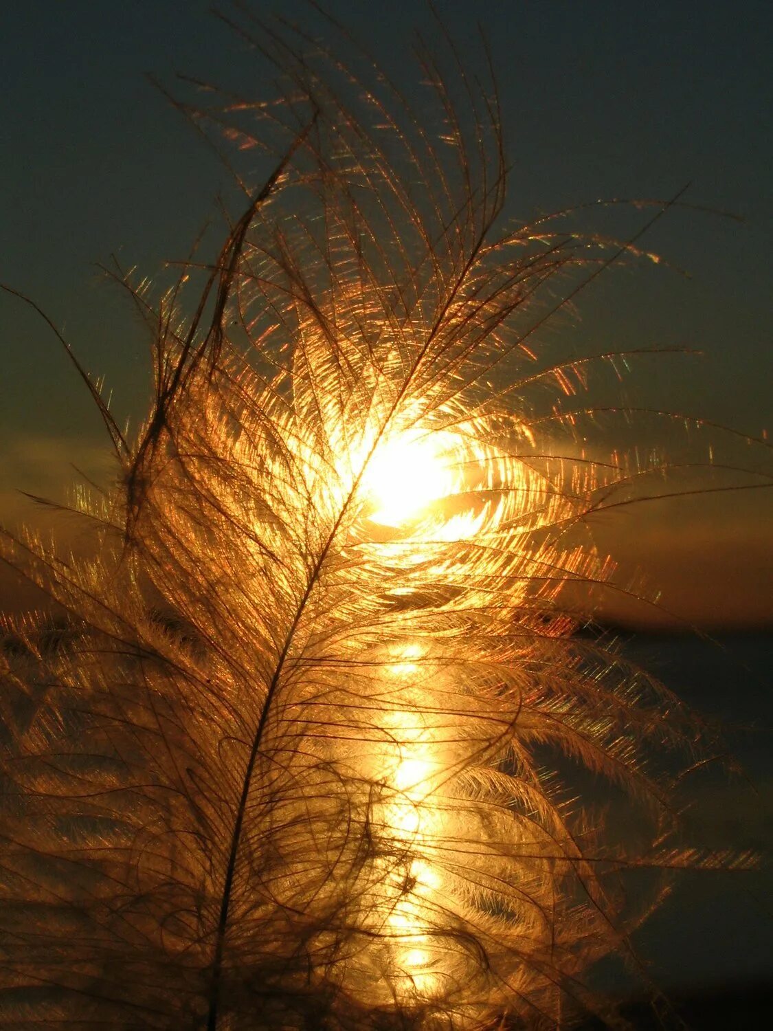 Солнышко перышко. Солнечное перышко. Отпустить перышко. Солнышко перышко. Солнышко перышко.