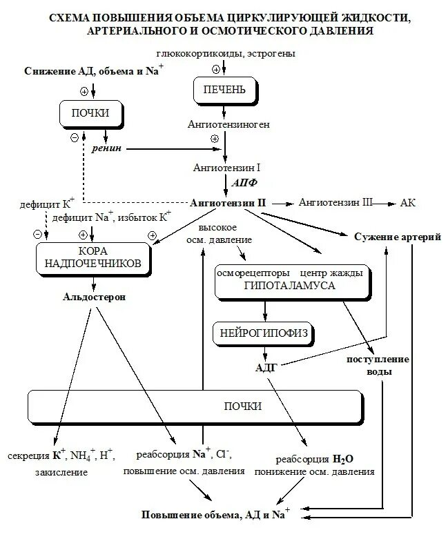 Регуляции водно солевого обмена в организме человека. Схема регуляции водно-солевого обмена. Схема регуляции водно-солевого обмена биохимия. Схема регуляции осмотического давления. Регуляция водно минерального обмена биохимия.