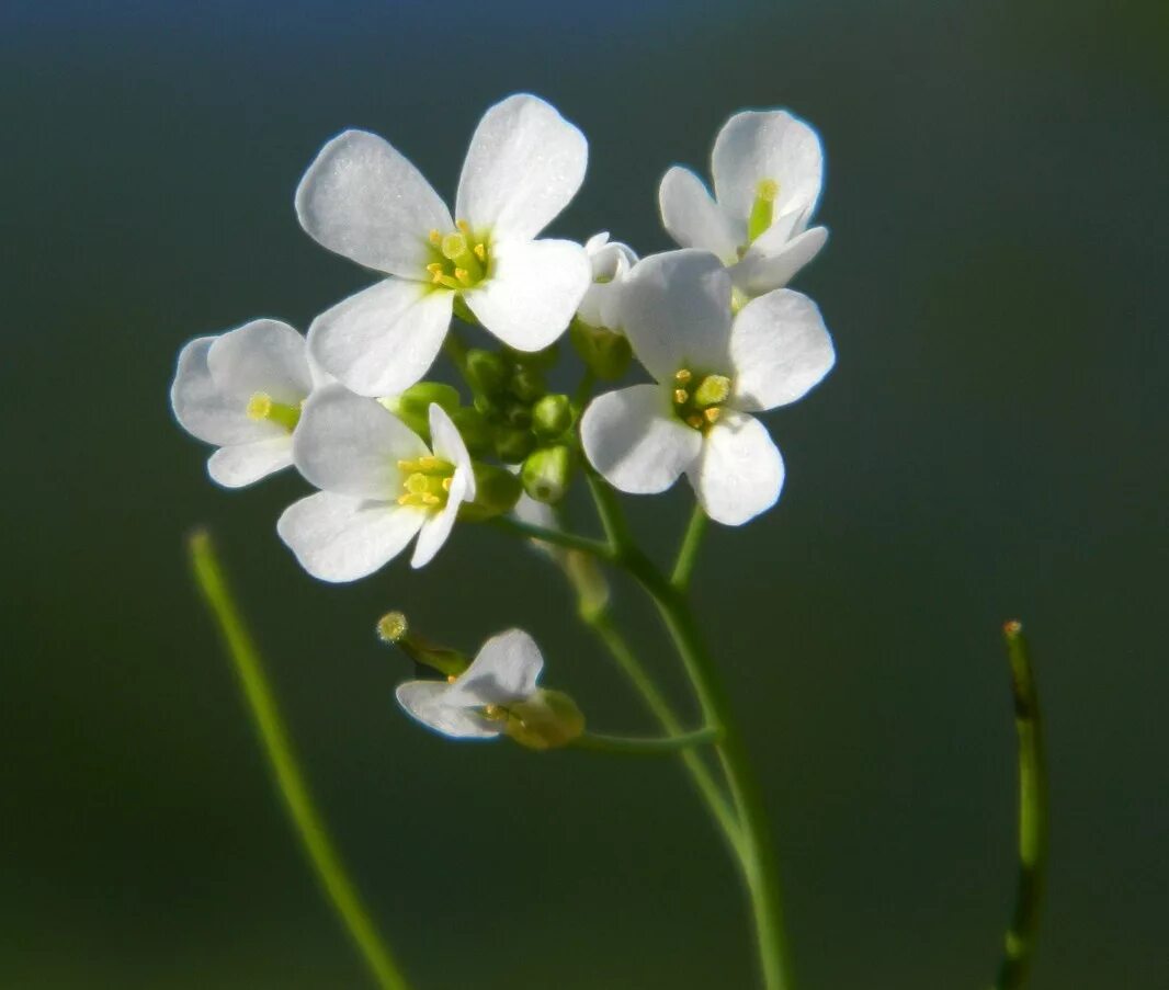 Какое растение первое зацвело в космосе. Резушка Таля (Arabidopsis thaliana). Резуховидка Таля. Арабидопсис растение. Резуховидка (Резушка) Таля..