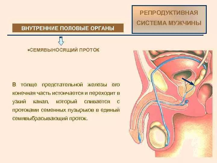 Что такое мужской пол. Репродуктивная система. Репродуктивная система мужчины. Строение мужской репродуктивной системы. Мужская репродуктивная система анатомия.