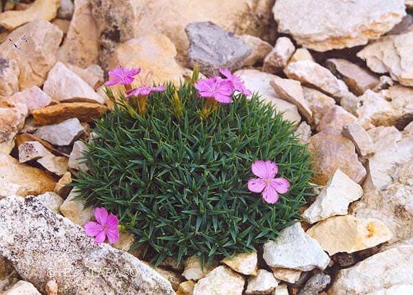 Гвоздика травянка Альпийская. Гвоздика Альпийская Dianthus Alpinus. Гвоздика камнеломка. Гвоздика травянка почвопокровная. Гвоздика почвопокровная